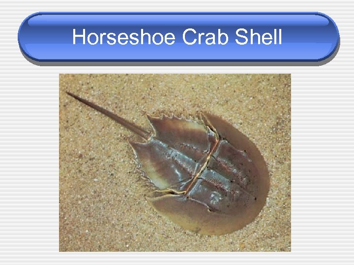Horseshoe Crab Shell 