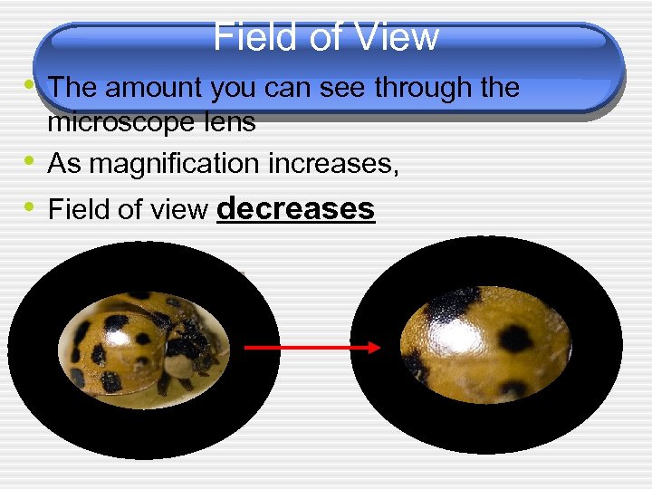 Field of View • The amount you can see through the microscope lens As