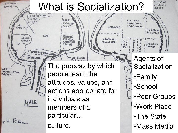 What is Socialization? The process by which people learn the attitudes, values, and actions