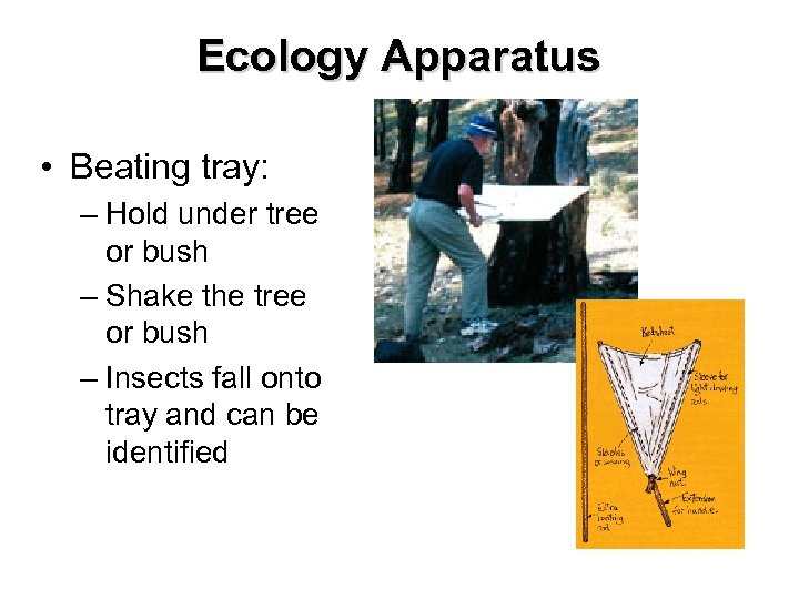 Ecology Apparatus • Beating tray: – Hold under tree or bush – Shake the