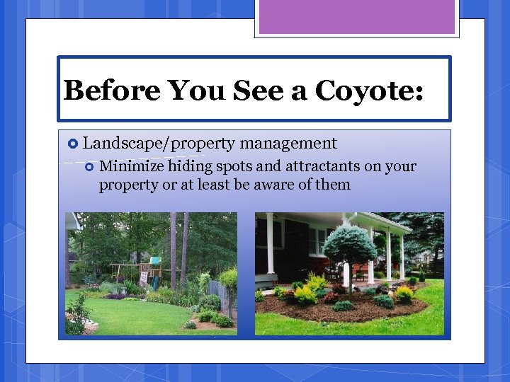 Before You See a Coyote: Landscape/property management Minimize hiding spots and attractants on your