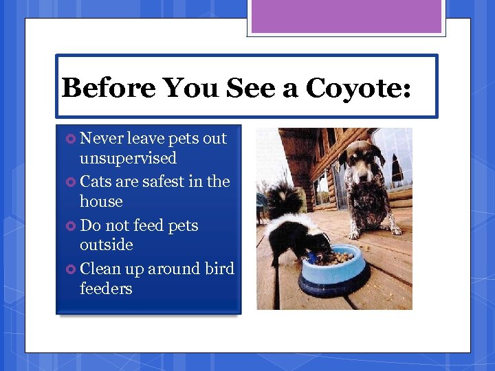 Before You See a Coyote: Never leave pets out unsupervised Cats are safest in
