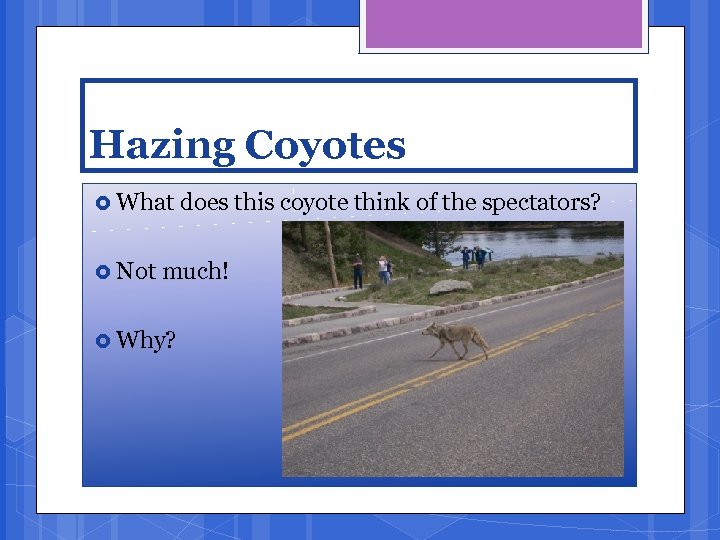 Hazing Coyotes What Not does this coyote think of the spectators? much! Why? 