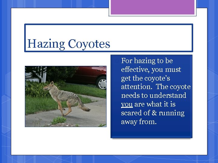 Hazing Coyotes For hazing to be effective, you must get the coyote’s attention. The