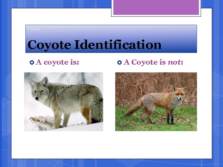 Coyote Identification A coyote is: A Coyote is not: 