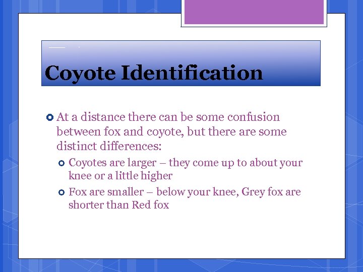 Coyote Identification At a distance there can be some confusion between fox and coyote,
