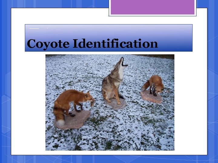 Coyote Identification 