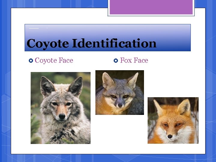 Coyote Identification Coyote Face Fox Face 