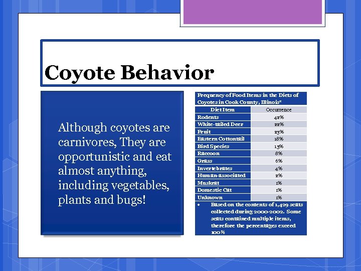 Coyote Behavior Although coyotes are carnivores, They are opportunistic and eat almost anything, including