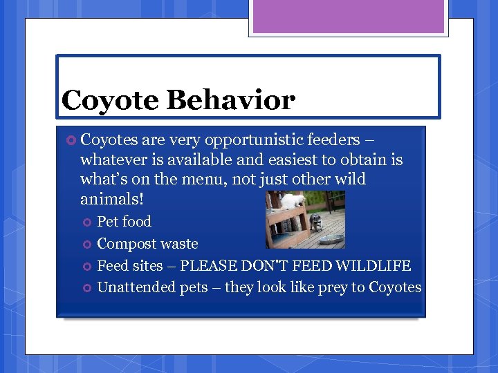 Coyote Behavior Coyotes are very opportunistic feeders – whatever is available and easiest to