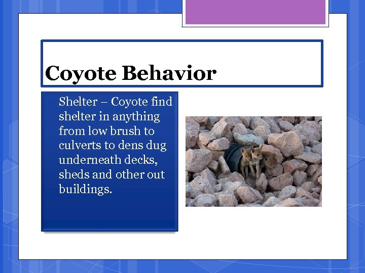 Coyote Behavior Shelter – Coyote find shelter in anything from low brush to culverts