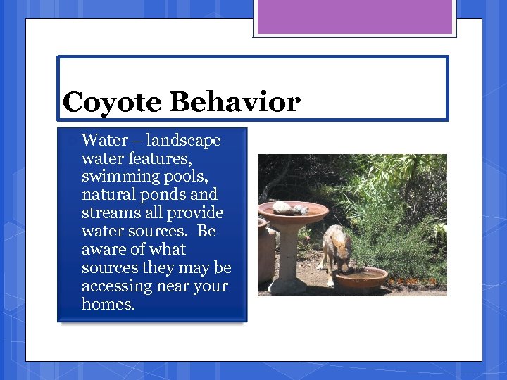 Coyote Behavior Water – landscape water features, swimming pools, natural ponds and streams all