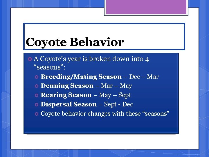 Coyote Behavior A Coyote’s year is broken down into 4 “seasons”: Breeding/Mating Season –