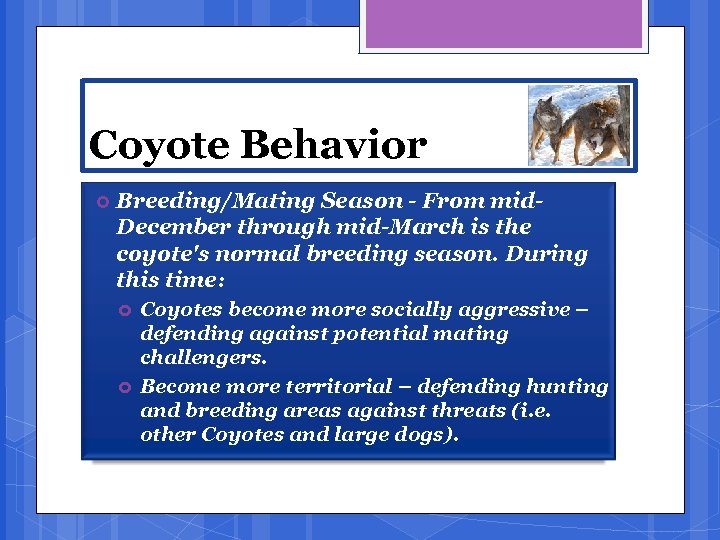 Coyote Behavior Breeding/Mating Season - From mid. December through mid-March is the coyote's normal