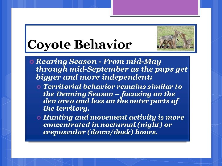 Coyote Behavior Rearing Season - From mid-May through mid-September as the pups get bigger