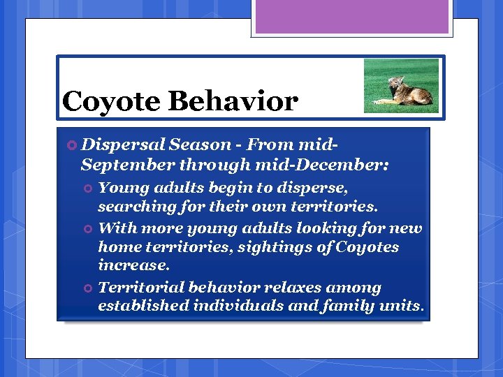 Coyote Behavior Dispersal Season - From mid. September through mid-December: Young adults begin to