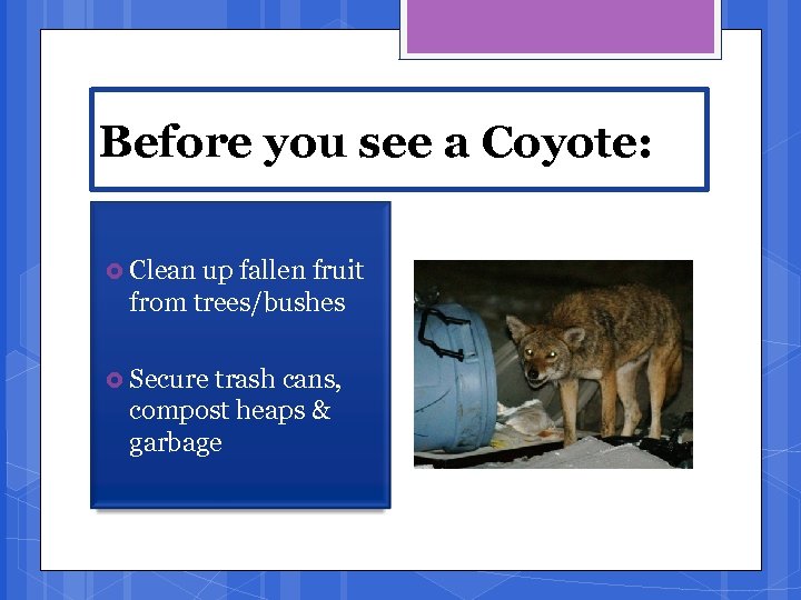 Before you see a Coyote: Clean up fallen fruit from trees/bushes Secure trash cans,