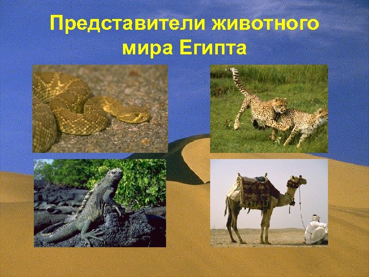 Представители животного мира Египта 
