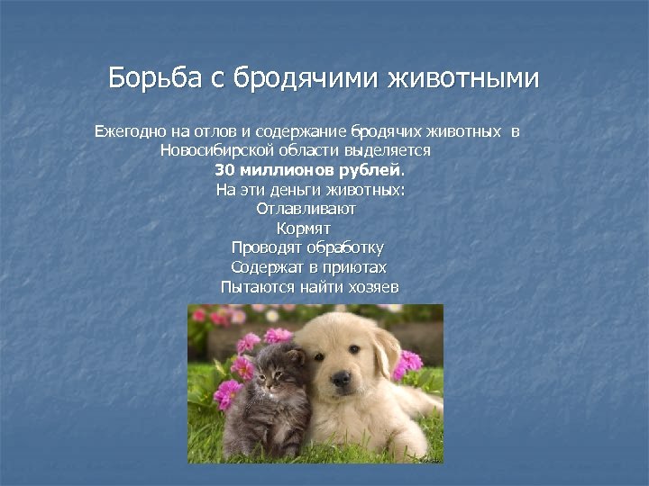 Борьба с бродячими животными Ежегодно на отлов и содержание бродячих животных в Новосибирской области