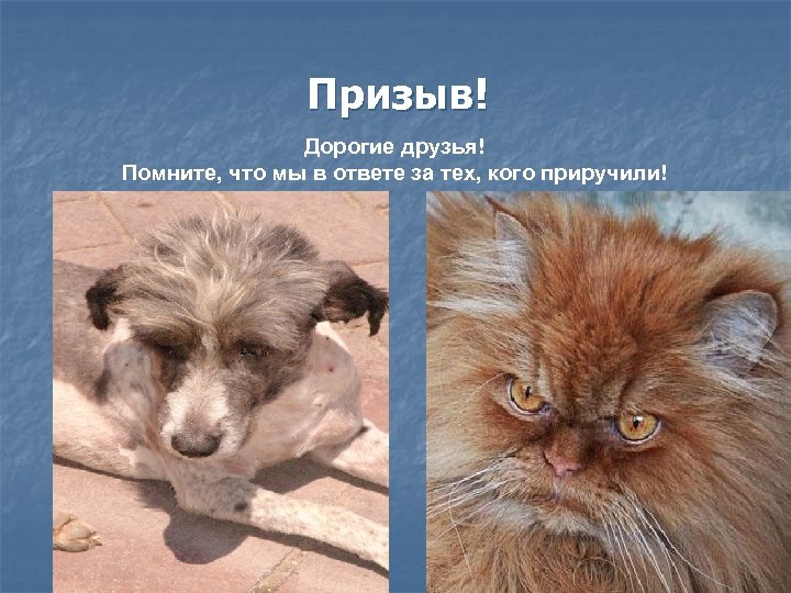 Призыв! Дорогие друзья! Помните, что мы в ответе за тех, кого приручили! 