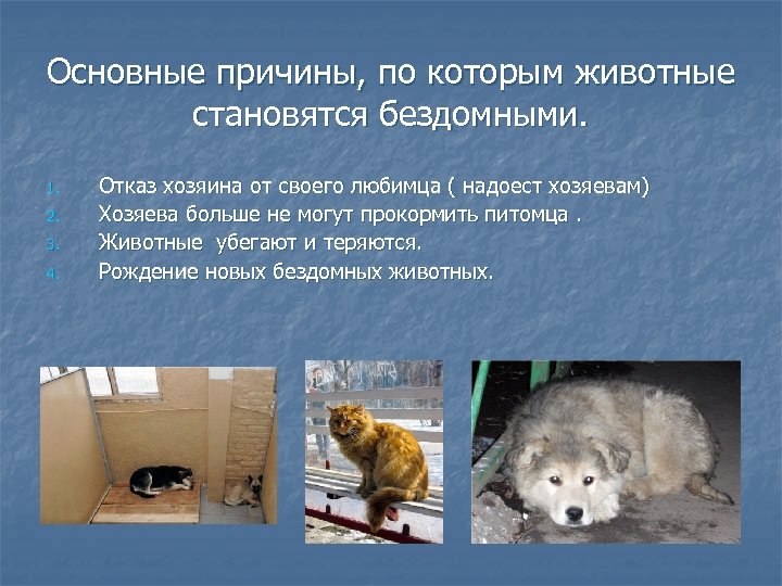 Основные причины, по которым животные становятся бездомными. 1. 2. 3. 4. Отказ хозяина от