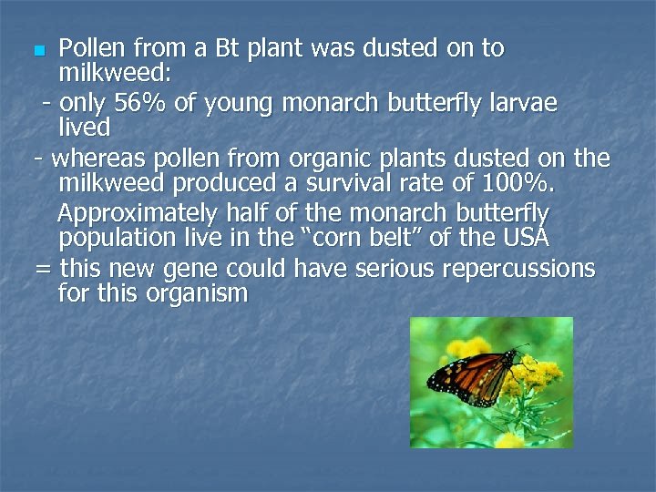 Pollen from a Bt plant was dusted on to milkweed: - only 56% of