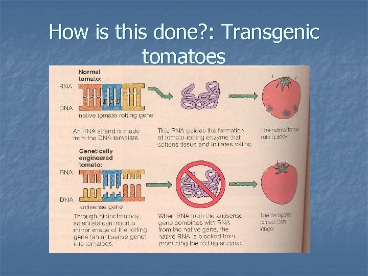 How is this done? : Transgenic tomatoes 