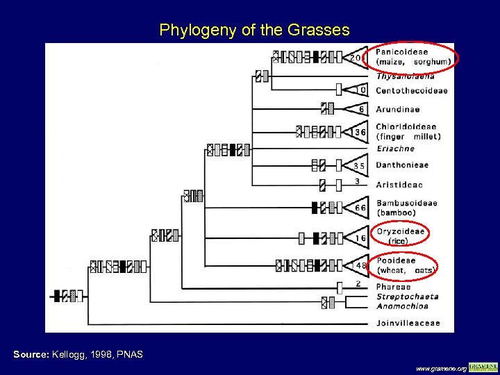 Phylogeny of the Grasses Source: Kellogg, 1998, PNAS www. gramene. org 