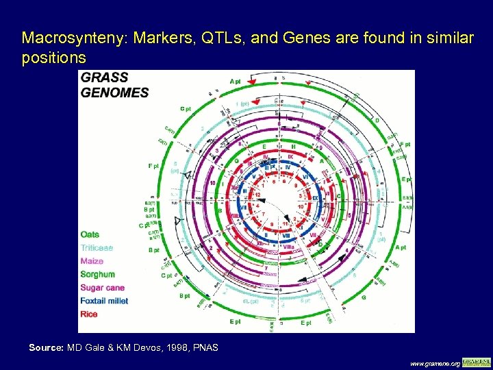 Macrosynteny: Markers, QTLs, and Genes are found in similar positions Source: MD Gale &