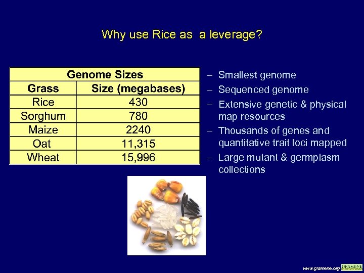 Why use Rice as a leverage? – Smallest genome – Sequenced genome – Extensive