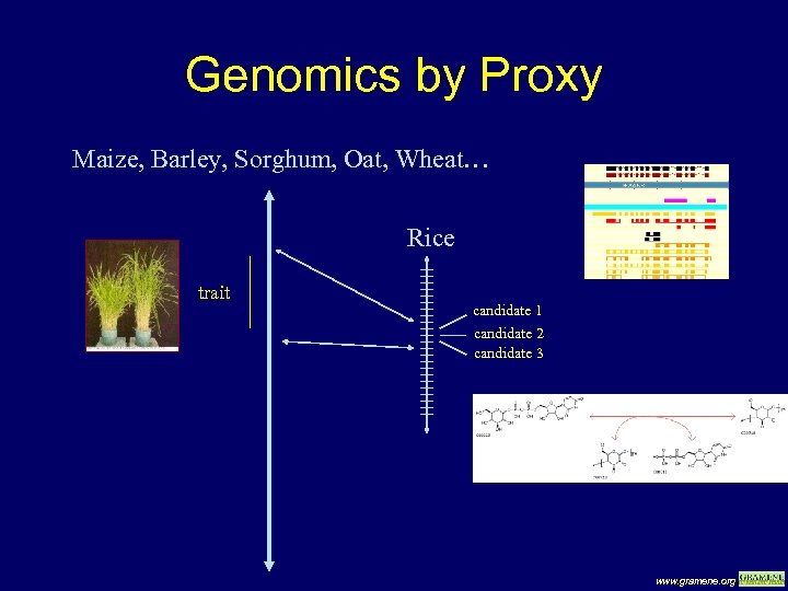 Genomics by Proxy Maize, Barley, Sorghum, Oat, Wheat… Rice trait candidate 1 candidate 2