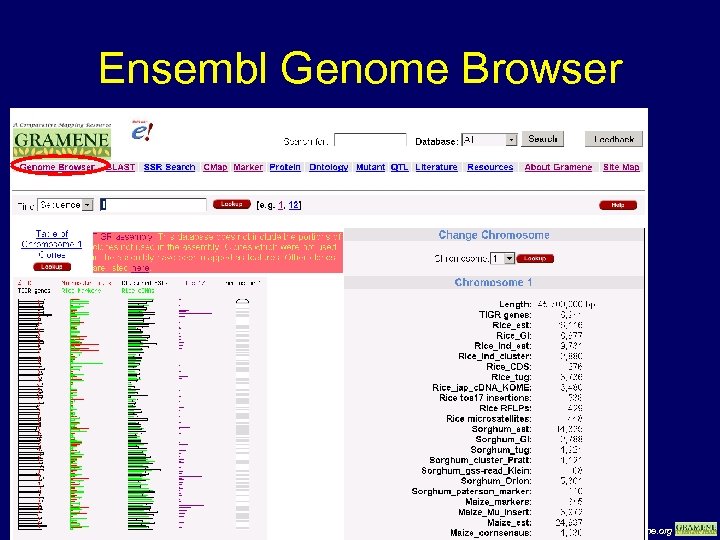 Ensembl Genome Browser www. gramene. org 