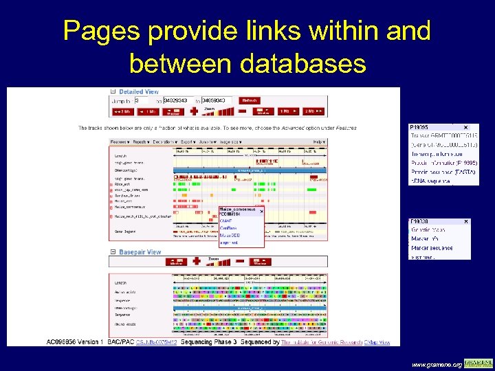 Pages provide links within and between databases www. gramene. org 