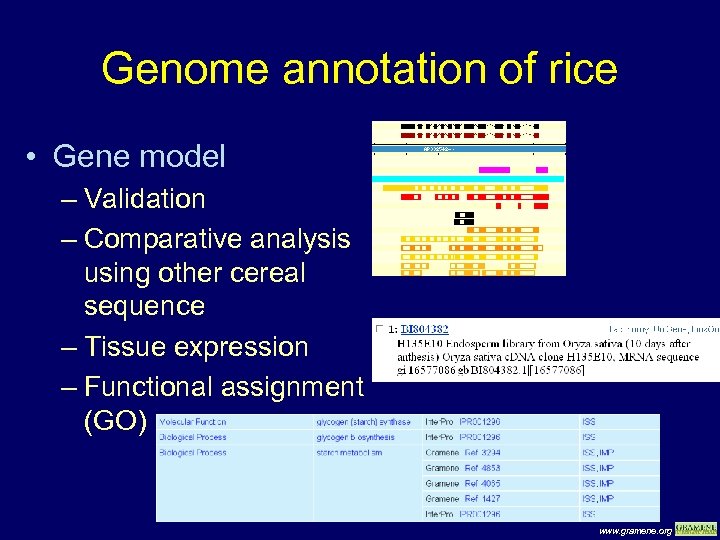 Genome annotation of rice • Gene model – Validation – Comparative analysis using other