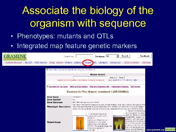 Associate the biology of the organism with sequence • Phenotypes: mutants and QTLs •