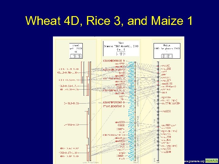 Wheat 4 D, Rice 3, and Maize 1 www. gramene. org 