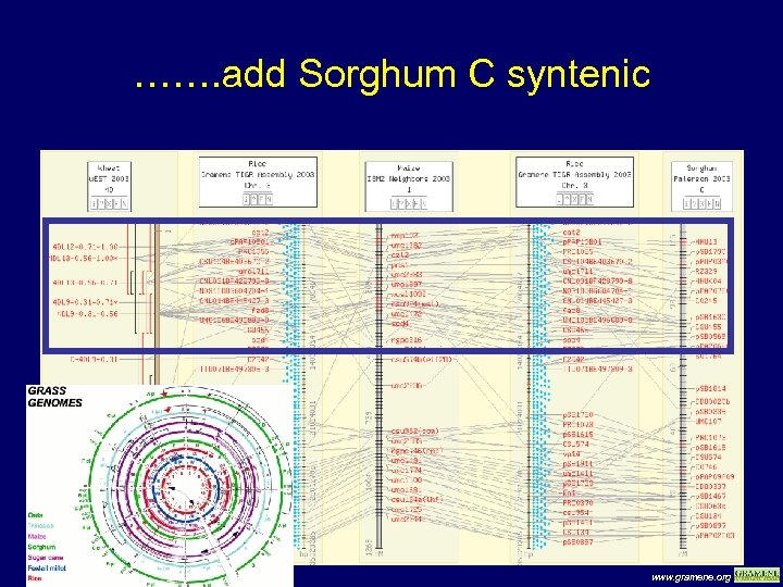 ……. add Sorghum C syntenic www. gramene. org 