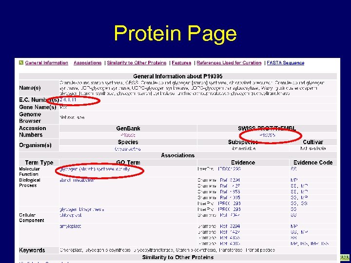 Protein Page www. gramene. org 