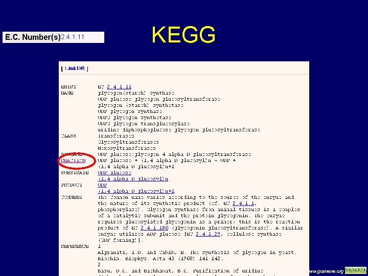 KEGG www. gramene. org 