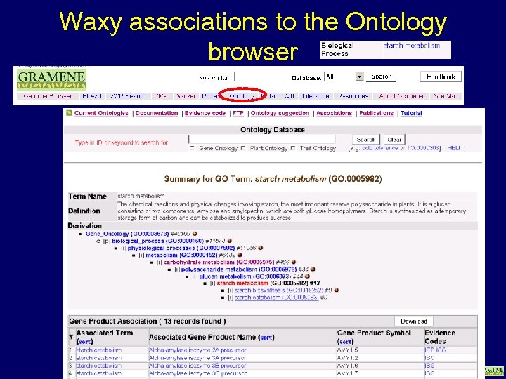 Waxy associations to the Ontology browser www. gramene. org 