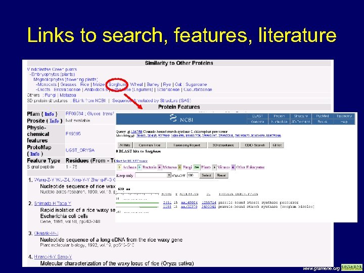 Links to search, features, literature www. gramene. org 