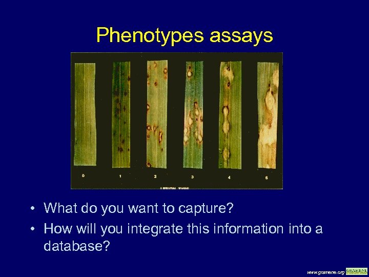 Phenotypes assays • What do you want to capture? • How will you integrate