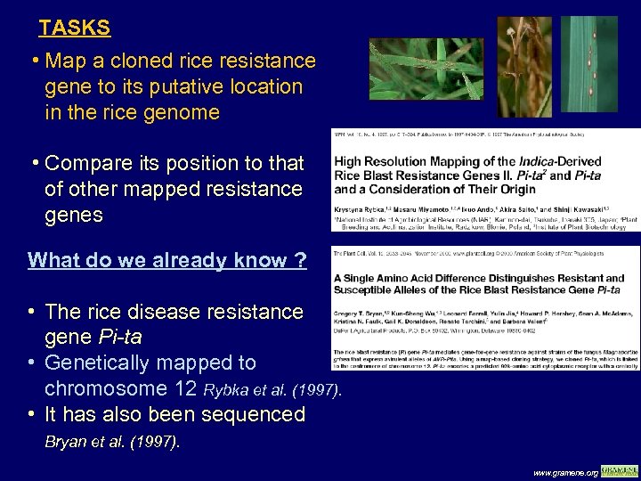 TASKS • Map a cloned rice resistance gene to its putative location in the