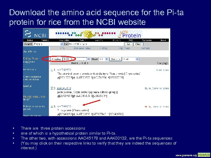 Download the amino acid sequence for the Pi-ta protein for rice from the NCBI