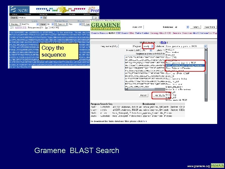 Copy the sequence Gramene BLAST Search www. gramene. org 