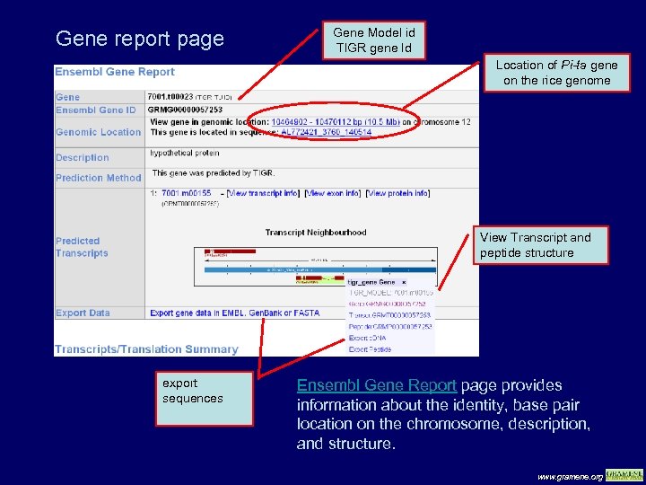 Gene report page Gene Model id TIGR gene Id Location of Pi-ta gene on