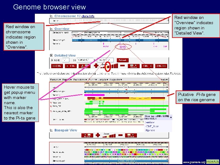 Genome browser view Red window on chromosome indicates region shown in “Overview”. Hover mouse