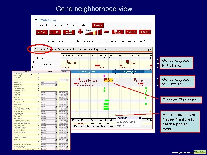 Gene neighborhood view Genes mapped to + strand. Genes mapped to − strand. Putative