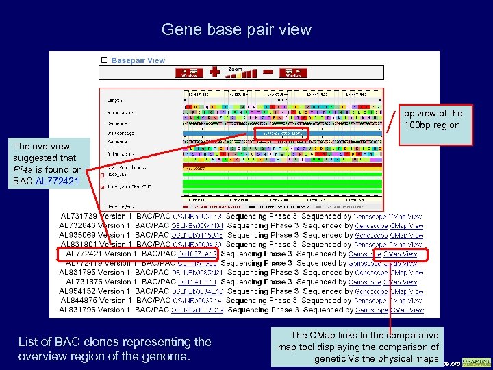 Gene base pair view bp view of the 100 bp region The overview suggested