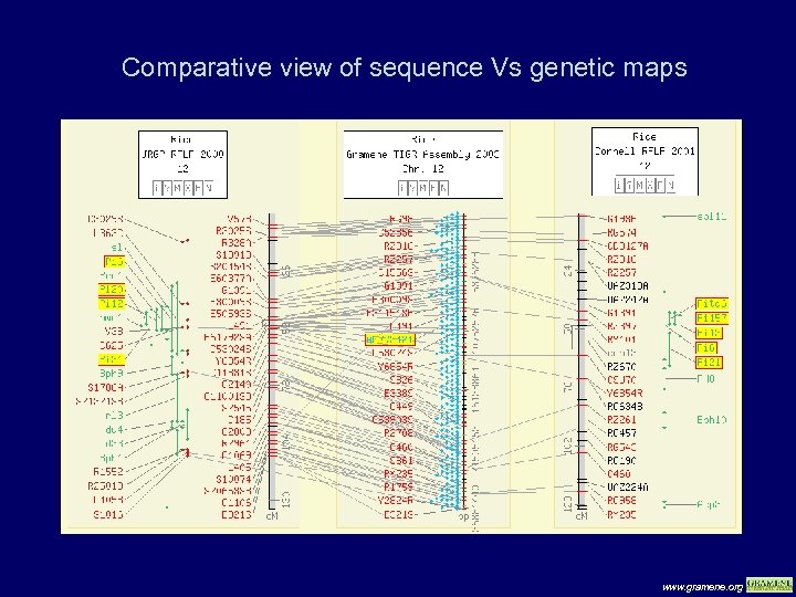 Comparative view of sequence Vs genetic maps www. gramene. org 